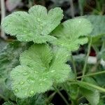 Pelargonium echinatum Hábito