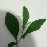 Solanum diphyllum Folla