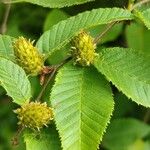 Betula chichibuensis Fruit