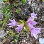 Gentianella ramosaFloare