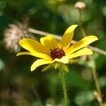 Rudbeckia triloba आदत