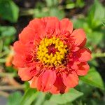 Zinnia elegans Floro