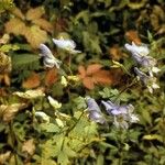 Aconitum uncinatum Pokrój