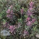 Castilleja sessiliflora आदत