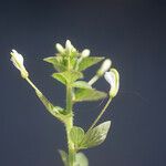 Cleome aculeata Хабит