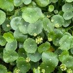 Hydrocotyle verticillata Лист