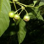 Solanum aphyodendron Ffrwyth