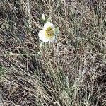 Calochortus gunnisonii Λουλούδι