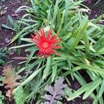 Gerbera jamesonii Blüte