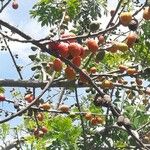 Spondias purpurea Fruit