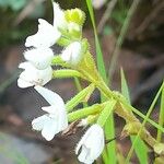 Ponthieva mandonii Flower