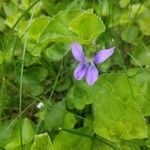 Viola adunca Λουλούδι