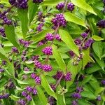 Callicarpa americana Fruto