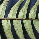 Cyclopeltis semicordata Hoja