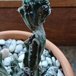 Cereus spegazzinii Leaf