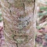 Carya illinoinensis Casca