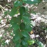 Triphasia trifolia Leaf