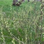 Salix eleagnos عادت داشتن