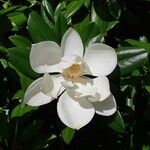 Magnolia virginiana Květ
