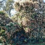 Cotinus coggygria ശീലം