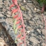 Gasteria disticha Flower