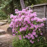 Rhododendron roseum 花