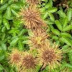 Acaena novae-zelandiae Flower