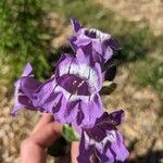 Penstemon cobaea Flor