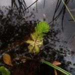 Myriophyllum aquaticum 叶