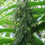 Cordyline mauritiana Frukt