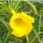 Thevetia neriifolia Flor