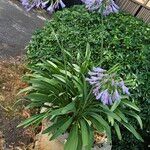 Agapanthus africanusAlkat (teljes növény)