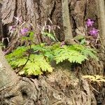 Geranium reuteri Blüte