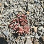 Sedum lanceolatum Blad