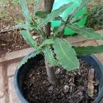 Macadamia tetraphylla Leaf