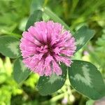 Trifolium alpestreКветка