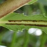 Blechnum brasiliense Bark