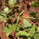 Vigna radiata Gyümölcs