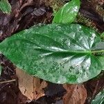 Piper pentagonum Leaf