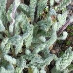 Achillea nana Leaf