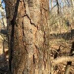 Pinus virginiana Bark