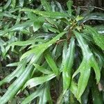 Grevillea baileyana Blad