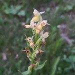 Dactylorhiza insularis Flower