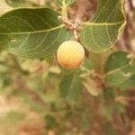 Boscia senegalensis Fruit