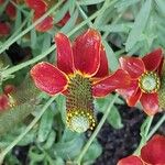 Ratibida columnifera Flower