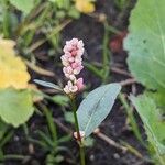 Persicaria maculosa Flor