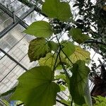 Sparrmannia africana ഇല