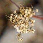 Aethusa cynapium Fruit