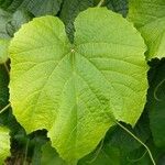 Vitis californica برگ