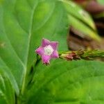 Spigelia anthelmia Цветок